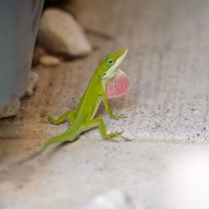 Houston Portrait and Wedding Photographer – Here Lizard Lizard
