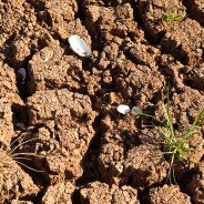 Texas Drought 2011 – No Rain in Sight