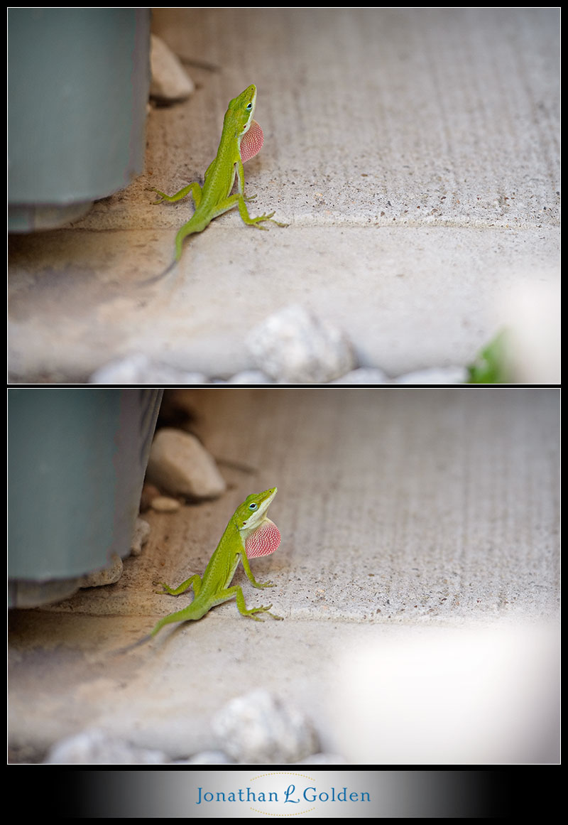 houston-portrait-wedding-photographer-lizard-photo