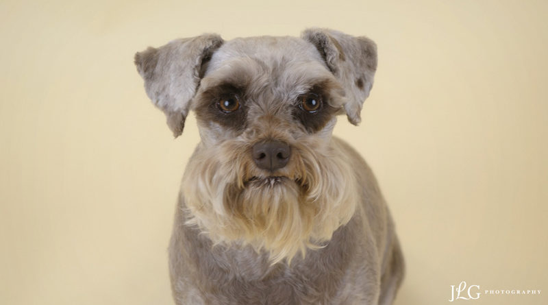 houston-pet-photography-dog-portraits-feature